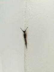 Lymantriinae