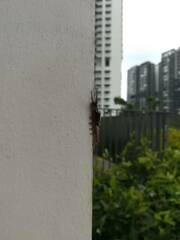 Lymantriinae