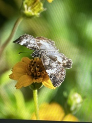 Chiomara georgina
