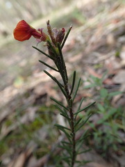 Dillwynia hispida
