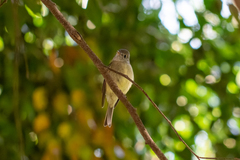 Empidonax