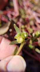 Portulaca umbraticola