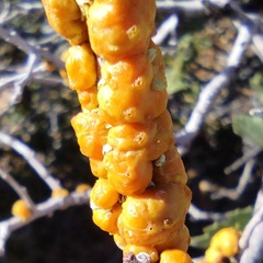 Cerococcus quercus