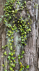 Pyrrosia eleagnifolia