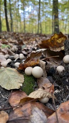 Apioperdon pyriforme