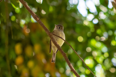 Empidonax