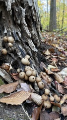 Apioperdon pyriforme