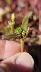 Portulaca umbraticola