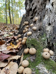 Apioperdon pyriforme