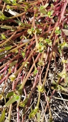 Portulaca umbraticola
