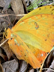 Phoebis philea philea