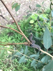 Perga affinis