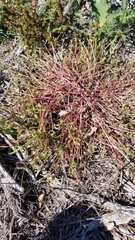 Portulaca umbraticola