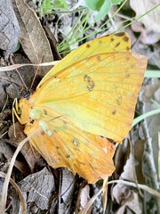 Phoebis philea philea