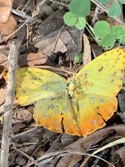 Phoebis philea philea