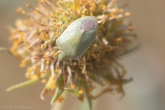 Thyanta custator accerra