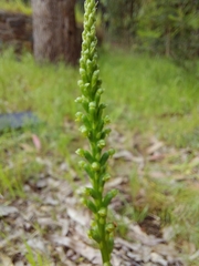 Microtis unifolia