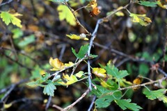 Ribes oxyacanthoides