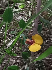 Bossiaea
