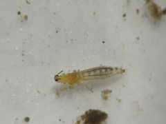 Thripinae