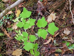 Vancouveria hexandra