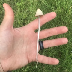 Conocybe apala albipes