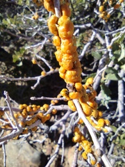 Cerococcus quercus