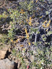 Cerococcus quercus