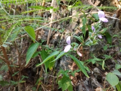Hypoestes cumingiana