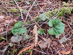 Veronica regina-nivalis