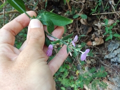 Hypoestes cumingiana