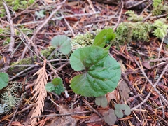 Veronica regina-nivalis