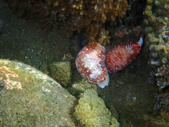 Goniobranchus