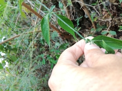 Hypoestes cumingiana