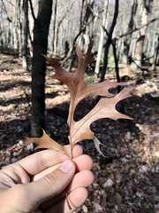 Quercus ellipsoidalis