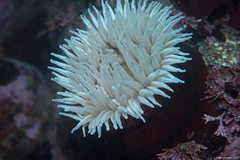Urticina piscivora