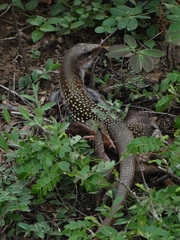 Aspidoscelis motaguae