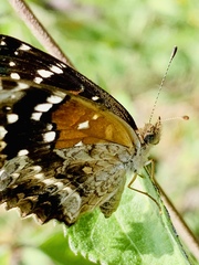 Anthanassa texana texana