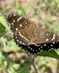 Anthanassa texana texana