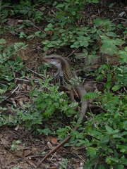 Aspidoscelis motaguae