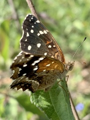 Anthanassa texana texana