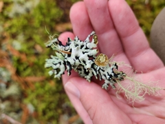 Hypogymnia imshaugii