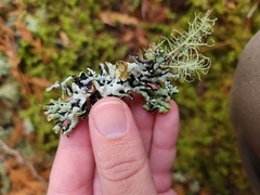 Hypogymnia imshaugii