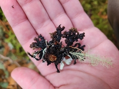 Hypogymnia imshaugii