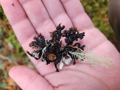 Hypogymnia imshaugii