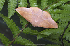 Sarcinodes restitutaria