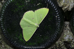 Ornithospila avicularia