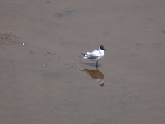 Chroicocephalus serranus