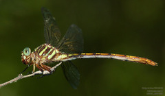 Aphylla angustifolia