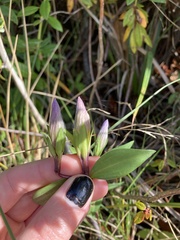Gentiana sceptrum